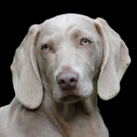 hund